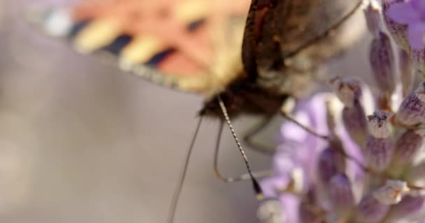 Zblízka Pomalý Pohyb Záběr Malého Želvího Motýla Aglais Urticae Krmení — Stock video