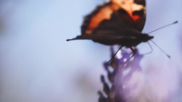 Středně Pomalý Záběr Malého Želvího Motýla Aglais Urticae Krmení Fialovém — Stock video