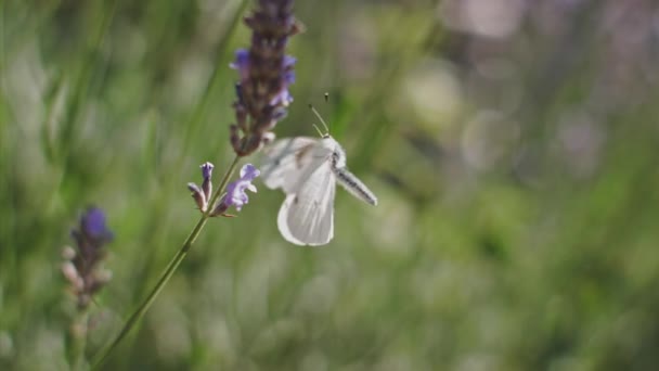 卷心菜白蝴蝶皮埃丽斯 布拉西凯的慢动作特写 紫色花飞回 — 图库视频影像