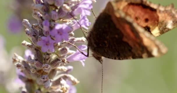 Slow Motion Close Shot Small Tortoiseshell Butterfly Aglais Urticae Purple — Stock video