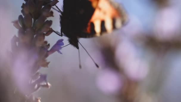 Medium Slow Motion Shot Small Tortoiseshell Butterfly Aglais Urticae Feeding — Stock Video
