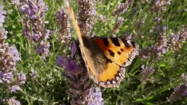 Zblízka Záběr Malého Želvího Motýla Aglais Urticae Krmení Fialovém Květu — Stock video