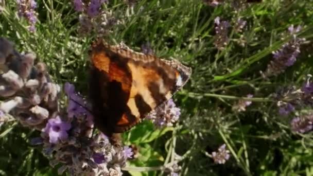 Primer Plano Tiro Mariposa Pequeña Tortuga Aglais Urticae Alimentándose Flor — Vídeos de Stock