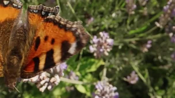 Primo Piano Colpo Piccola Farfalla Tartaruga Aglais Urticae Nutrirsi Fiore — Video Stock