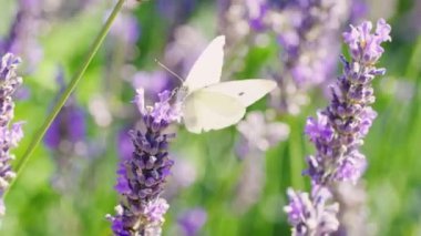 Lahana Beyaz Kelebeği 'nin Yavaş Çekimi, Pieris Sütyen, Mor Çiçek Üstünde Sonra Uçup Giden