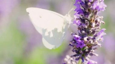 Lahana Beyaz Kelebeği 'nin Yavaş Çekimi, Pieris Sütyen, Mor Çiçek Üzerinde
