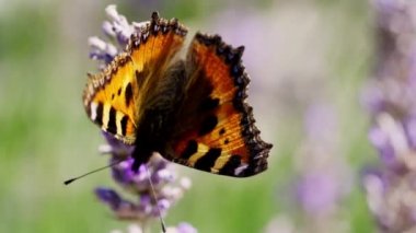 Küçük Kaplumbağa Kabuğunun Yakın Çekimi Kelebek, Aglais Urticae, Arka planda Mor Çiçekli Arılarla Beslenen Arılar