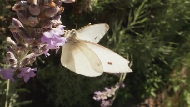 Pomalý Pohyb Zblízka Záběr Zelí Bílý Motýl Pieris Brassicae Fialovém — Stock video