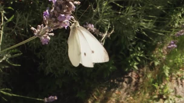 Powolny Ruch Zbliżenie Shot Kapusta Biały Motyl Pieris Brassicae Fioletowy — Wideo stockowe