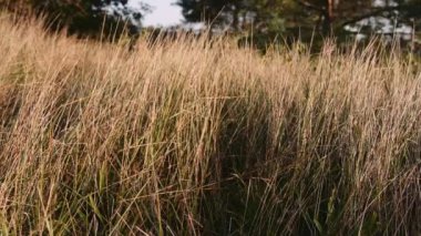 Sırt çantalı adamın Sabah Güneşinin Yumuşak Işığında Uzun Çimenler Arasında Yürüyüşü. Görüntüyü Yukarı Eğ