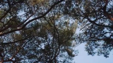 Mavi Gök 'e Karşı Yeşil Ağaç Yaprakları' nın Alt Manzarası. Kamera Döndürme Görüntüsü