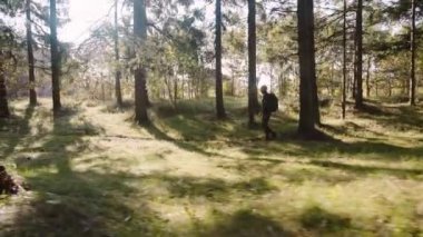 Sırt çantalı Kel Turist Sabah Güneşinin Yumuşak Işığında Ormanda Yürüyüş yapıyor. Kamera adamı takip ediyor. Görüntüyü Geniş Büyüt