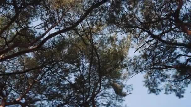 蓝天下树梢郁郁葱葱绿叶的自下而上视图 相机旋转镜头 — 图库视频影像