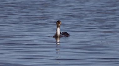 Seabird Dives Under Water 'ın yakın çekimi. Yansımalar ve Dalgalanmalarla Deniz Yüzeyi. Doğadaki güzellik. Yavaş Hareket Görüntüsü