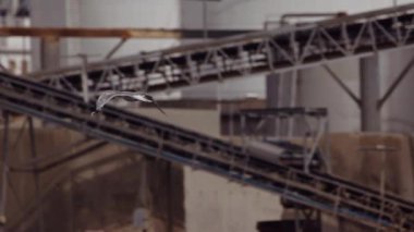 Şehir Limanı Beton ve Metal Yapımına Karşı Havada Uçan Martı. Yavaş Hareket Görüntüsü