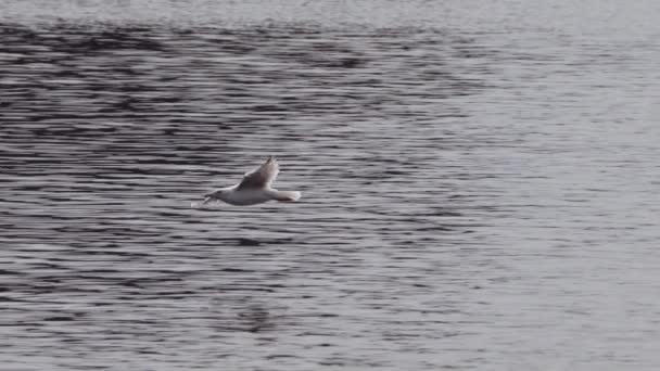 Gaivota Voando Sobre Superfície Mar Com Ondulações Reflexões Beleza Natureza — Vídeo de Stock