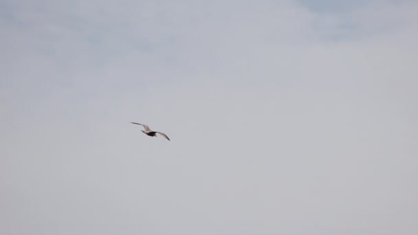 Чайки Летающие Небе Над Побережьем Выстрел Медленного Движения Камера Следует — стоковое видео