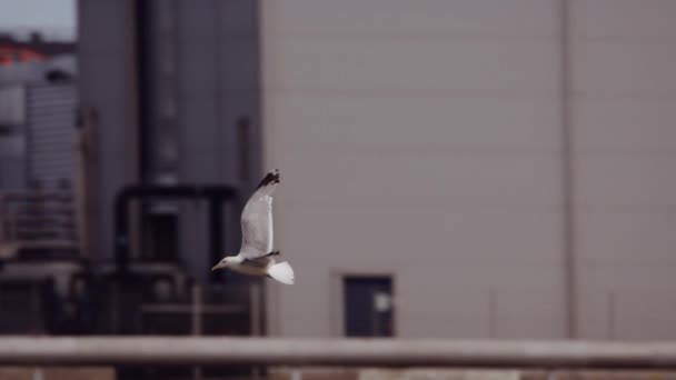 Möwe Fliegt Der Luft Gegen Betonbau Stadthafen Schwenkschuss Zeitlupe Kamera — Stockvideo