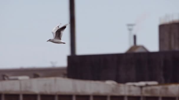 Gaviota Volando Aire Contra Construcción Hormigón Del Puerto Ciudad Tiro — Vídeos de Stock