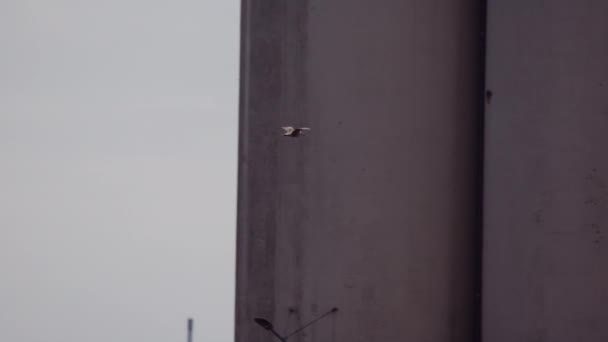 シティポートのコンクリート建設に対する空気中でカモメの飛行 スローモーションのパンニングショット カメラは鳥を追いかける — ストック動画