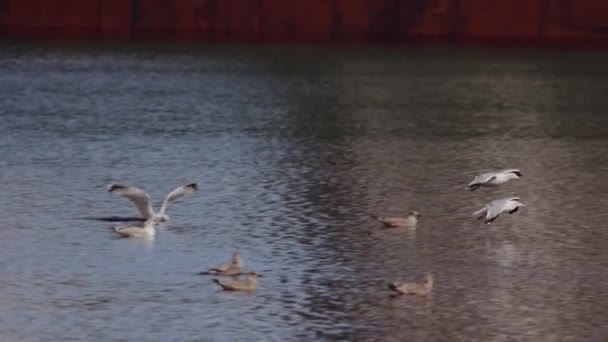 Paio Gabbiani Atterrano Sulla Superficie Del Mare Con Increspature Riflessi — Video Stock