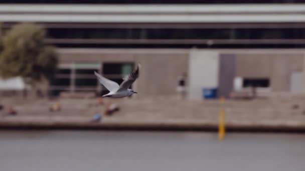 비행하는 갈매기와 항구의 대항하는 갈매기 슬로우 추적하는 카메라 — 비디오
