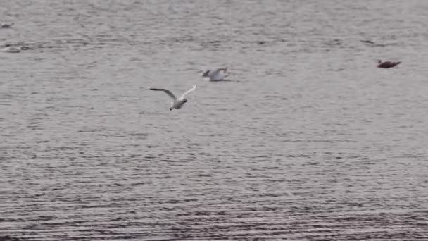 海面を波紋と反射で飛ぶカモメ 自然の美しさ スローモーションのパンニングショット カメラは鳥を追いかける — ストック動画