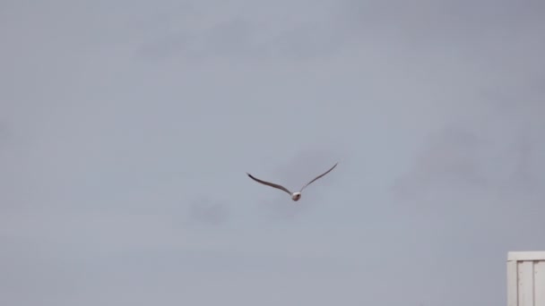 海の向こうの空を飛ぶカモメ スローモーションショット カメラは鳥を追いかける — ストック動画
