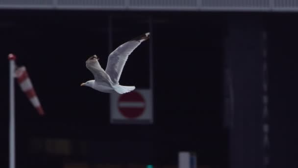 Κοντινό Πλάνο Του Seagull Flying Sea Και Ενάντια Κτίρια Του — Αρχείο Βίντεο
