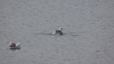 Martı Denizde Banyo Yapıyor, Kanatlarını Açıyor ve Kanat çırpıyor. Doğadaki güzellik. Yavaş Hareket Görüntüsü