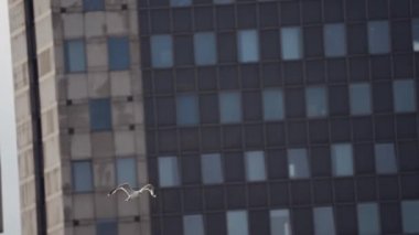 Martı Denizin Üzerinde Uçuyor ve Şehir Limanı Binalarına Karşı. Slow Motion Panning shot 'ı. Kamera Kuşu İzler