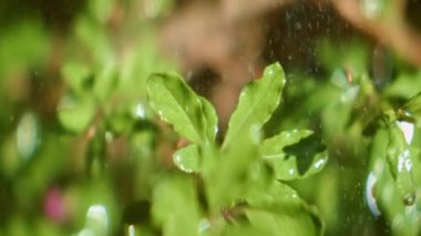 Güneşli bir günde, Yeşil Yapraklar Bahçede Düşen Su Damlaları 'nın yakın çekimi. Yavaş Hareket Bokeh Görüntüsü