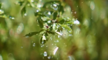 Güneşli bir günde, Yeşil Yapraklar Bahçede Düşen Su Damlaları 'nın yakın çekimi. Yavaş Hareket Bokeh Yumuşak Odaklanma Görüntüsü