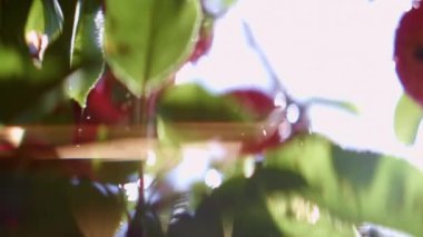 Güneşli bir günde yeşil yaprakların önüne düşen su damlaları. Güneş patlamalarıyla parlak çekim. Yavaş Hareket Odaklanmamış Çekim