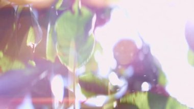 Güneşli bir günde yeşil yaprakların önüne düşen su damlaları. Güneş patlamalarıyla parlak çekim. Yavaş Hareket Yumuşak Odaklanma