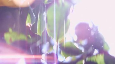 Güneşli bir günde yeşil yaprakların önüne düşen su damlaları. Güneş patlamalarıyla parlak çekim. Yavaş Hareket Odaklanmamış Çekim