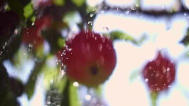 Güneşli bir günde, Bahçe 'de bir şubede olgun elmaların önüne su damlaları sıçrıyor. Yavaş Hareket Yumuşak Odaklanma Görüntüsü