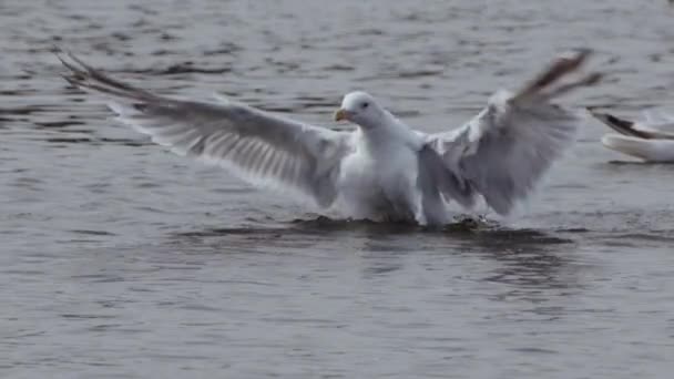 Närbild Fiskmås Flaggning Dess Vingar Havsytan Med Ringar Och Reflektioner — Stockvideo