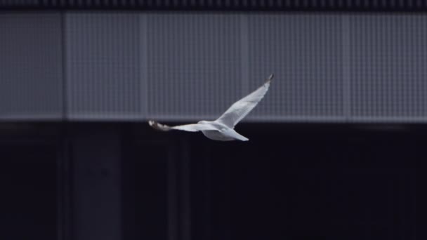 海上を飛ぶカモメのクローズアップと都市港の建物に対して スローモーションのパンニングショット カメラは鳥を追いかける — ストック動画