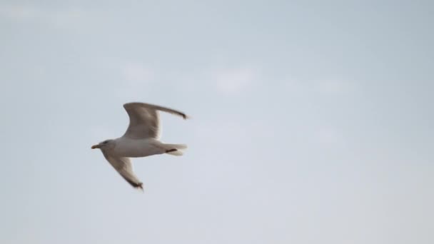 Närbild Fiskmås Som Flyger Himlen Över Hamnen Staden Slow Motion — Stockvideo