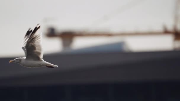 Närbild Fiskmås Som Flyger Över Havsytan Och Mot Byggnader Stadshamnen — Stockvideo