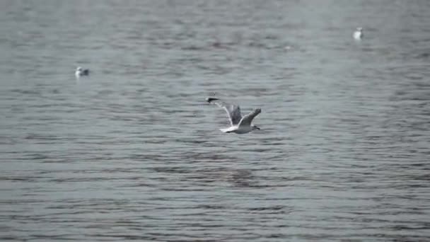 海鸥带着波纹飞越海面 大自然的美丽 慢动作潘宁射击 摄象机跟随鸟 — 图库视频影像