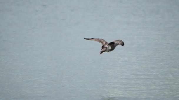 海鸥带着波纹飞越海面 大自然的美丽 慢动作潘宁射击 摄象机跟随鸟 — 图库视频影像