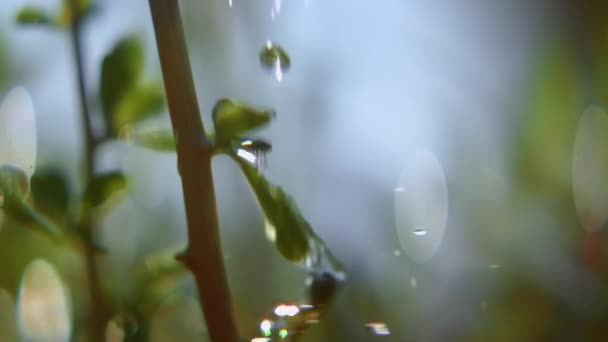 Super Detailní Záběr Kapek Vody Padající Zelené Listy Zahradě Jasný — Stock video