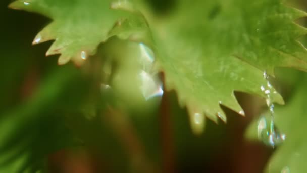 Güneşli Bir Günde Yeşil Yapraklar Bahçede Düşen Damlalarının Süper Yakın — Stok video