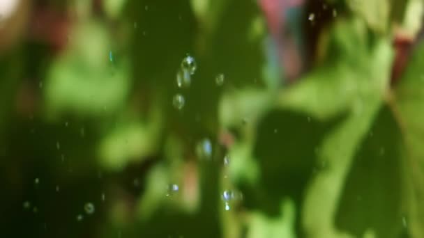 Primer Plano Gotas Agua Cayendo Frente Hojas Verdes Jardín Día — Vídeos de Stock