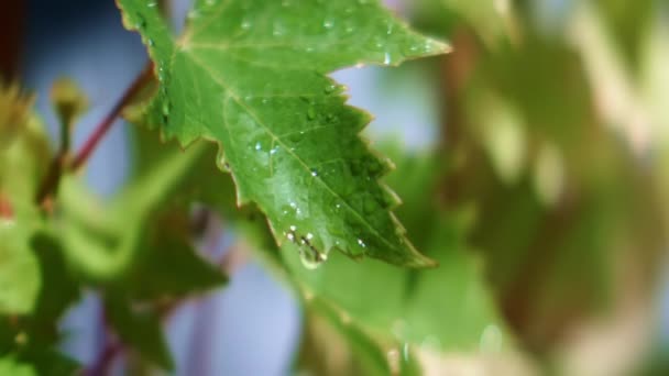 Primo Piano Gocce Acqua Che Cadono Una Foglia Verde Giardino — Video Stock