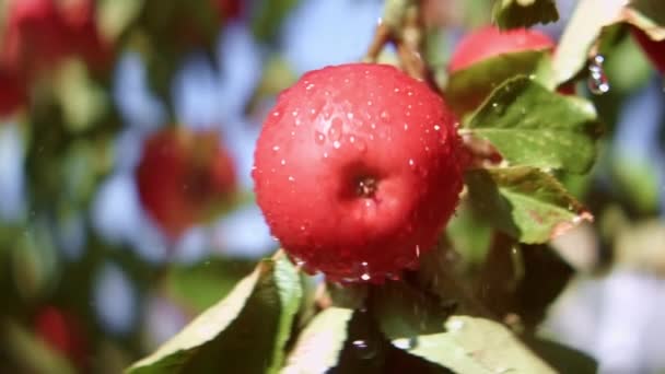 Primer Plano Gotas Agua Cayendo Sobre Manzanas Maduras Una Rama — Vídeos de Stock