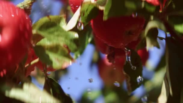 Detailní Záběr Kapek Vody Padajících Mezi Zralými Červenými Jablky Větvích — Stock video