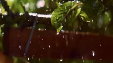 Güneşli bir günde yeşil yaprakların önüne düşen su damlaları. Güneş patlamalarıyla parlak çekim. Yavaş Hareket Yumuşak Odaklanma Görüntüsü
